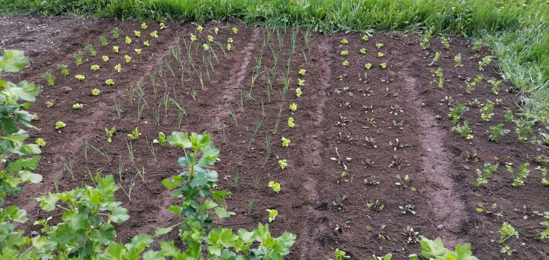 From the fields into the kitchen